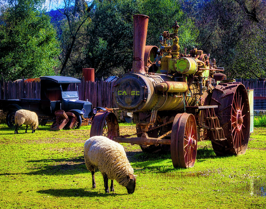 Sheep And Old  Steam Tractor Photograph by Garry Gay