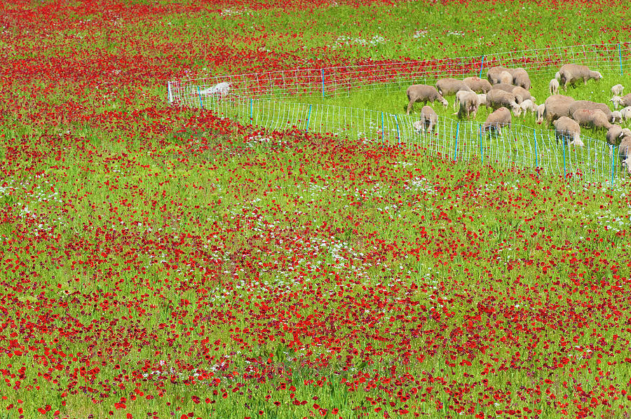 Sheep And Red Poppies, Provence, Spring Photograph by Jean-pierre Pieuchot