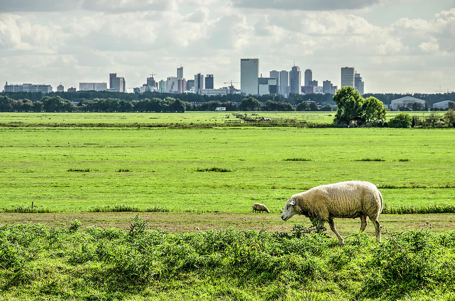 Sheep and the city Photograph by Frans Blok