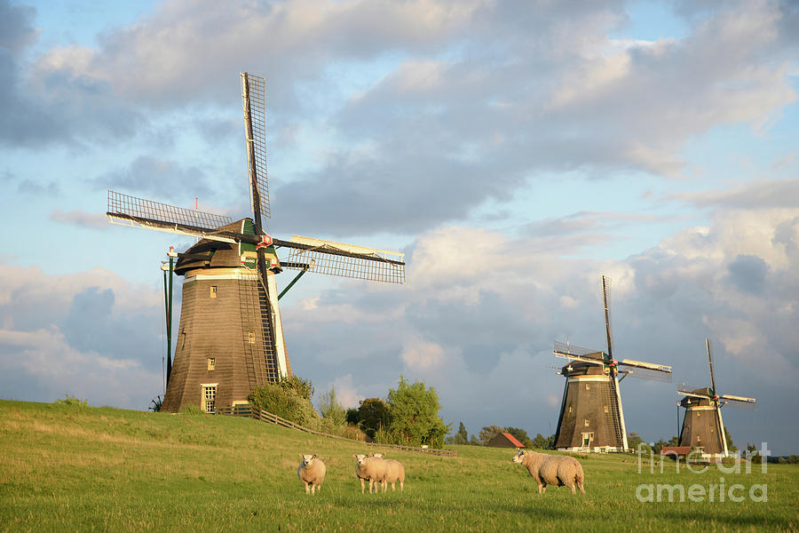 Sheep Photograph - Sheep and windmills under a cloudy sky by IPics Photography