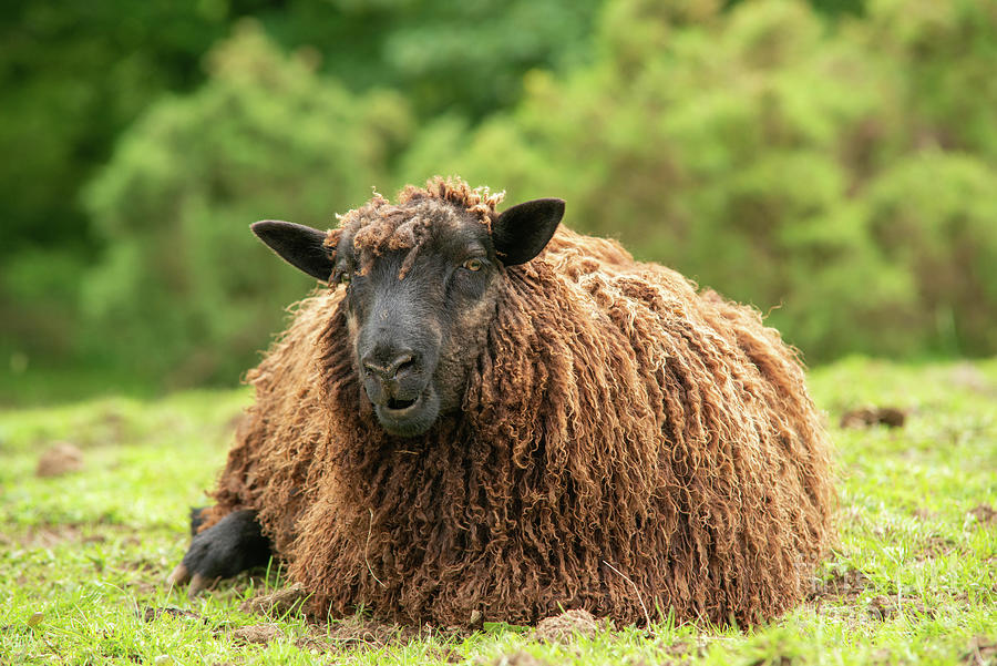 Sheep Photograph by Science Photo Library Sheep Photograph by Science Photo Library