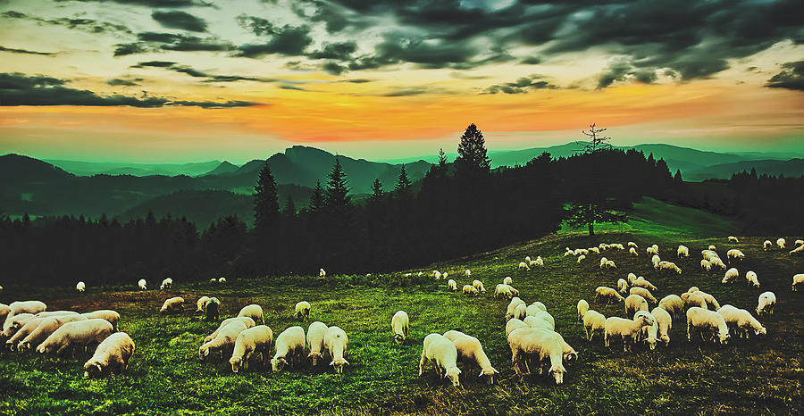 Sheep At Sunset Photograph by Mountain Dreams