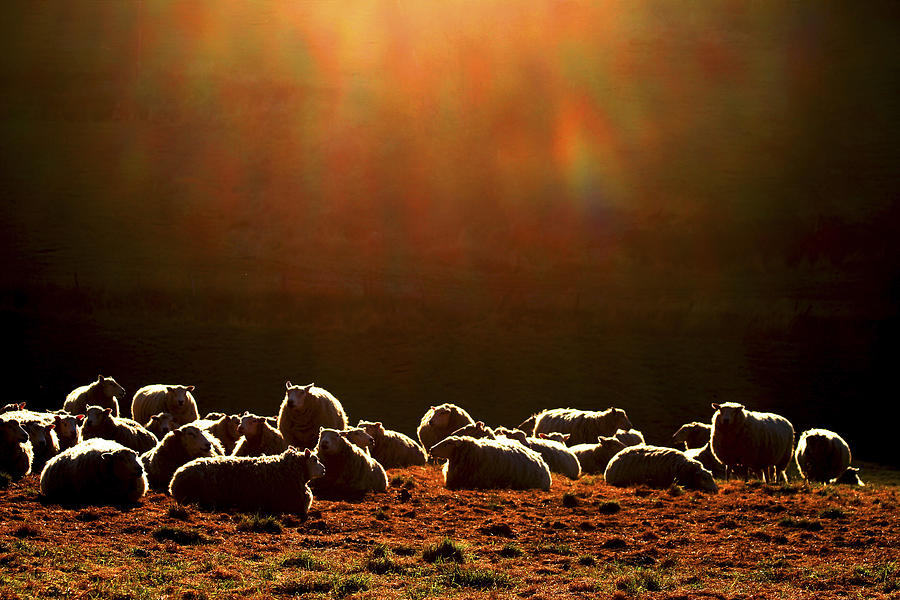 Sheep Photograph by Bror Johansson