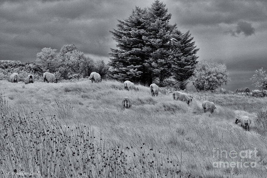 Sheep Photograph - Sheep Bums by Wendi Donaldson Laird