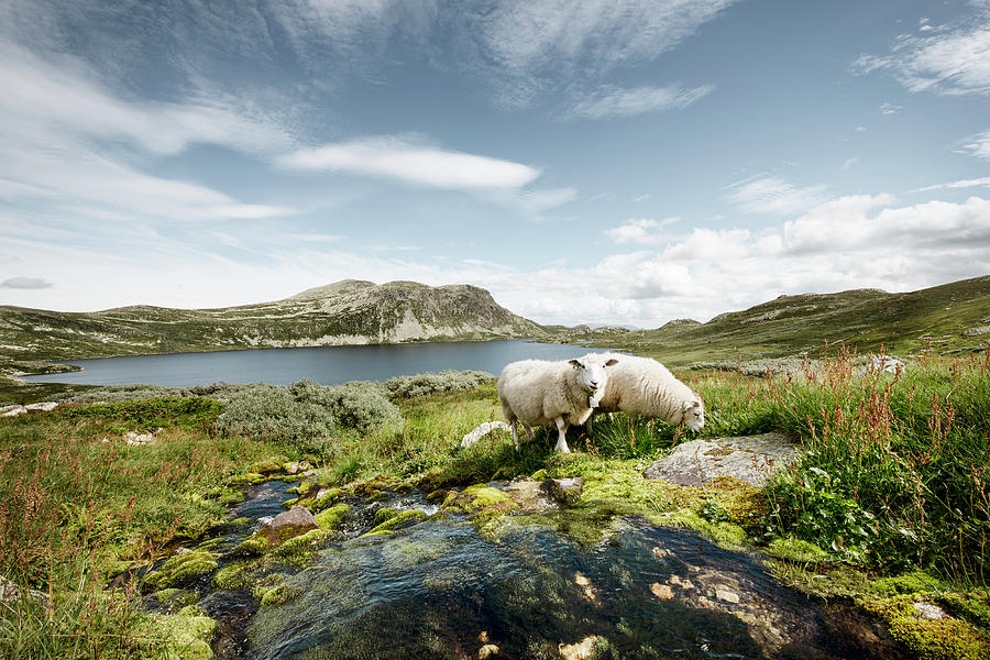 Sheep By A Stream And Lake In Norway Photograph by Hannah Bichay