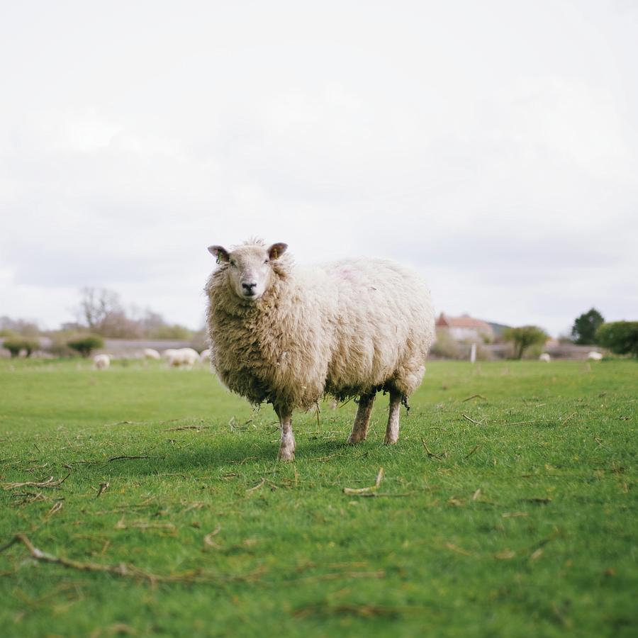 Sheep Photograph by Carl John Spencer
