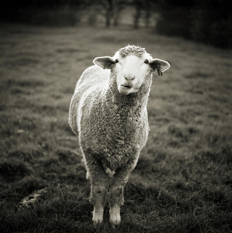 Sheep Chewing Cud Photograph by Danielle D. Hughson