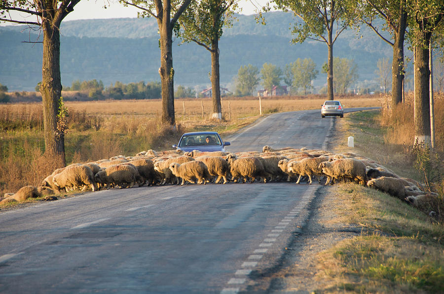 Sheep Crossing Road, Romania Photograph by Jean-philippe Tournut