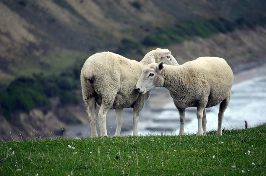 Sheep Cuddles Photograph by Piero Damiani