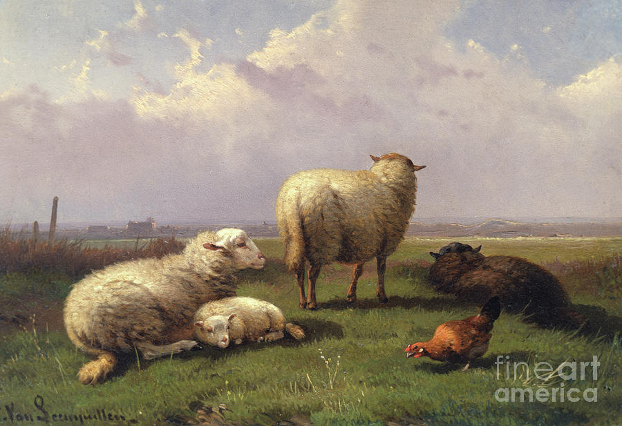 Sheep Dozing In A Pasture 19th Century Painting By Cornelis Van