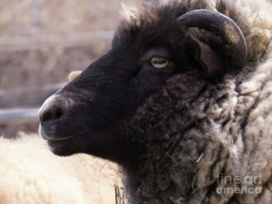 Sheep Face 4 by Christy Garavetto Sheep Face 4 by Christy Garavetto