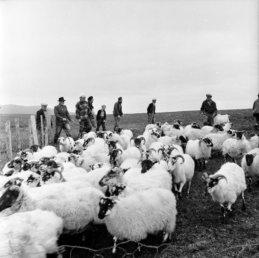 Sheep Farm Photograph by Bert Hardy