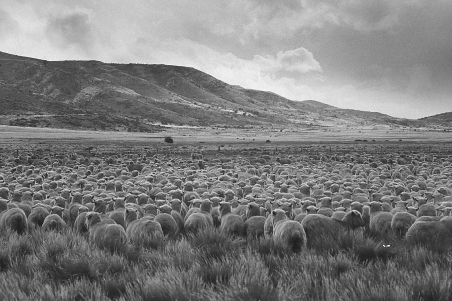 Sheep Photograph - Sheep Farm by Leonard McCombe