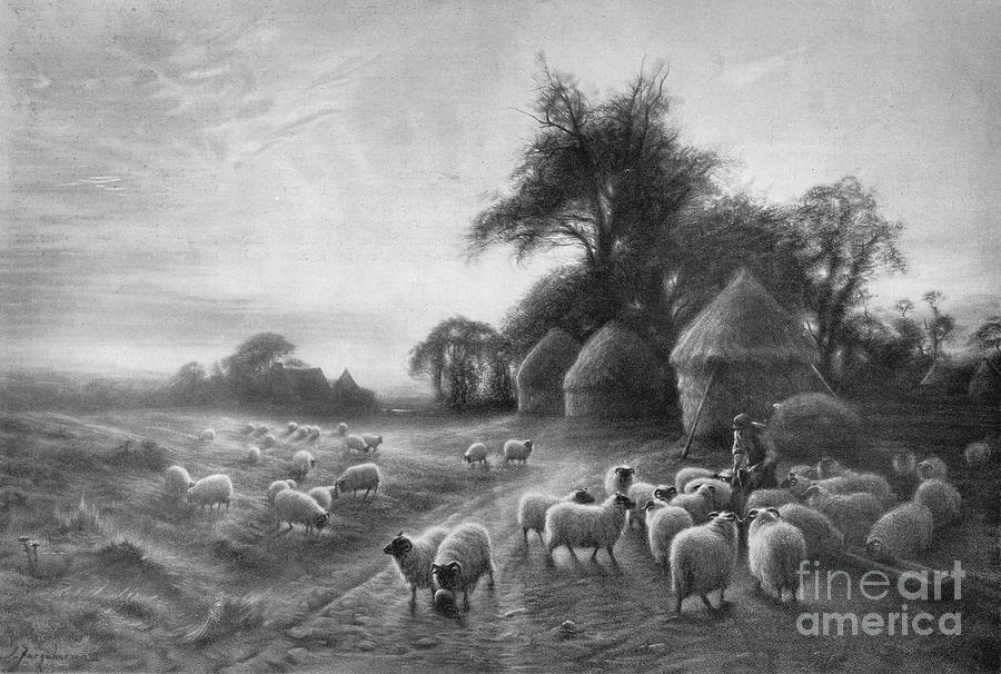 Sheep Feeding Drawing by Print Collector