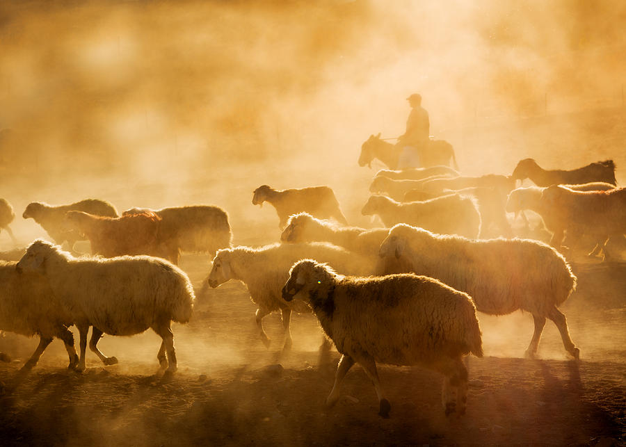Sheep Flock Photograph by Feyzullah Tunc