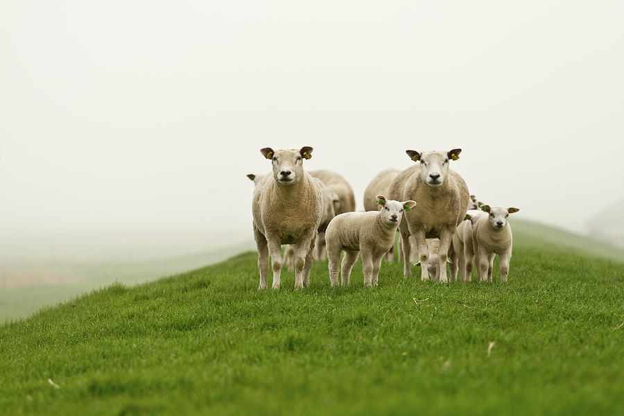 Sheep Photograph by Gettyimages Flickr Nldazuu