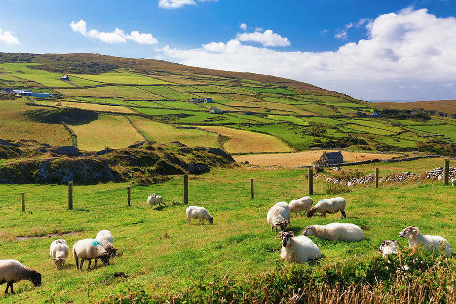 Sheep Grazing, Cork, Ireland Digital Art by Olimpio Fantuz