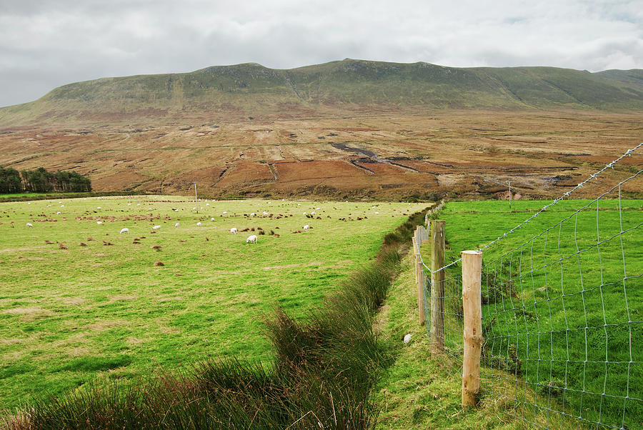 Sheep Grazing In A Field Photograph by John Kroetch / Design Pics