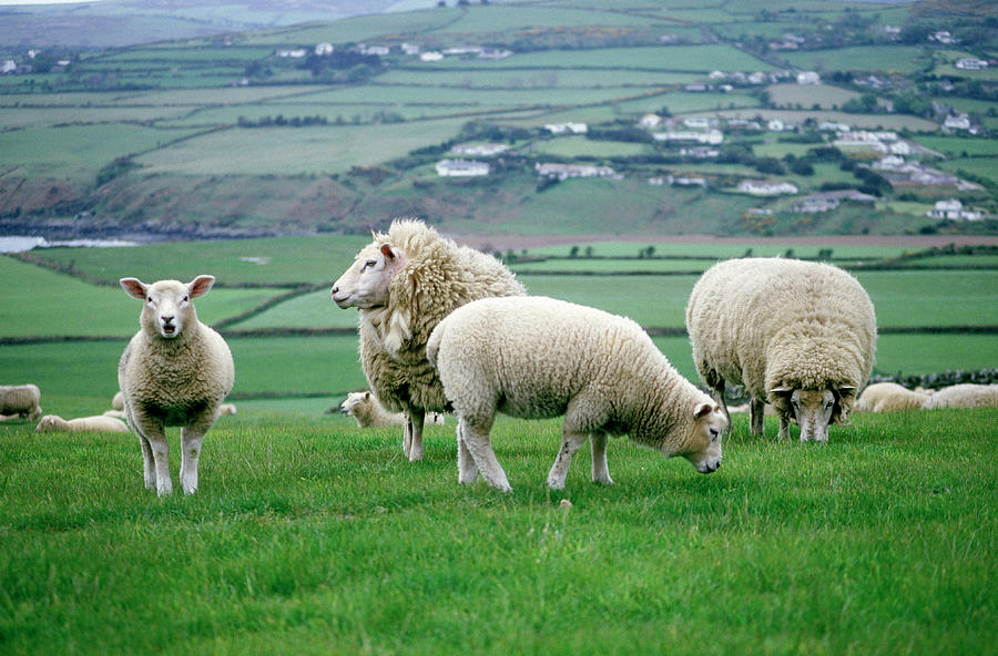 Sheep Grazing In A Pasture Photograph By Michele Burgess   Sheep Grazing In A Pasture Michele Burgess 