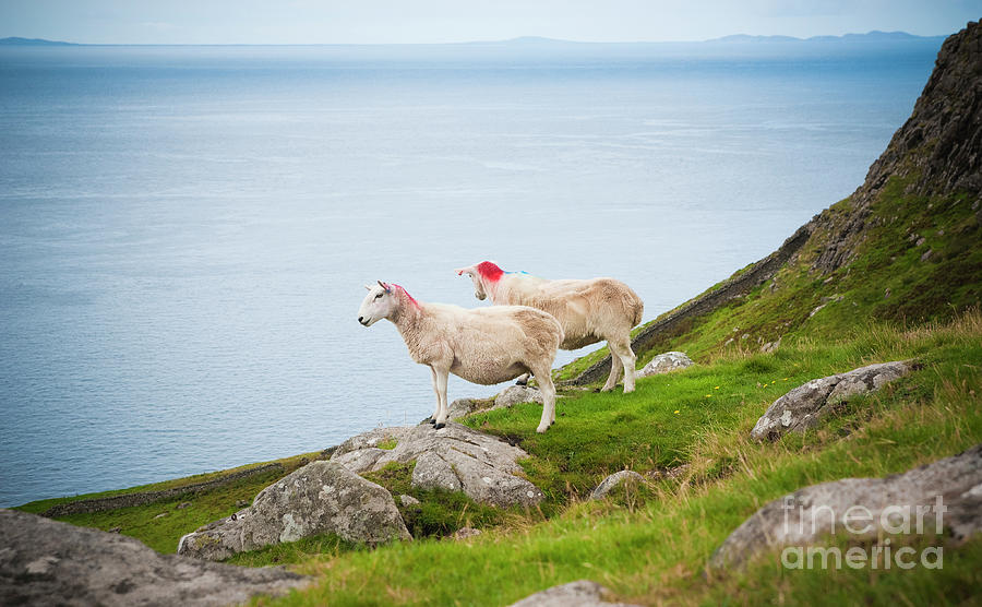 Sheep grazing in a wild meadow in scotland. Photograph by Joaquin Corbalan