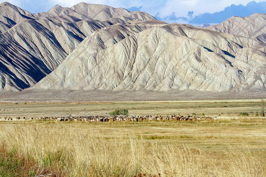 Sheep grazing in alpine meadow, Kyrgyzstan Photograph by Karen Foley