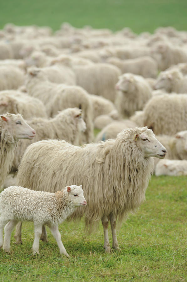 Sheep Grazing In Grassy Field Photograph by G&j Fey