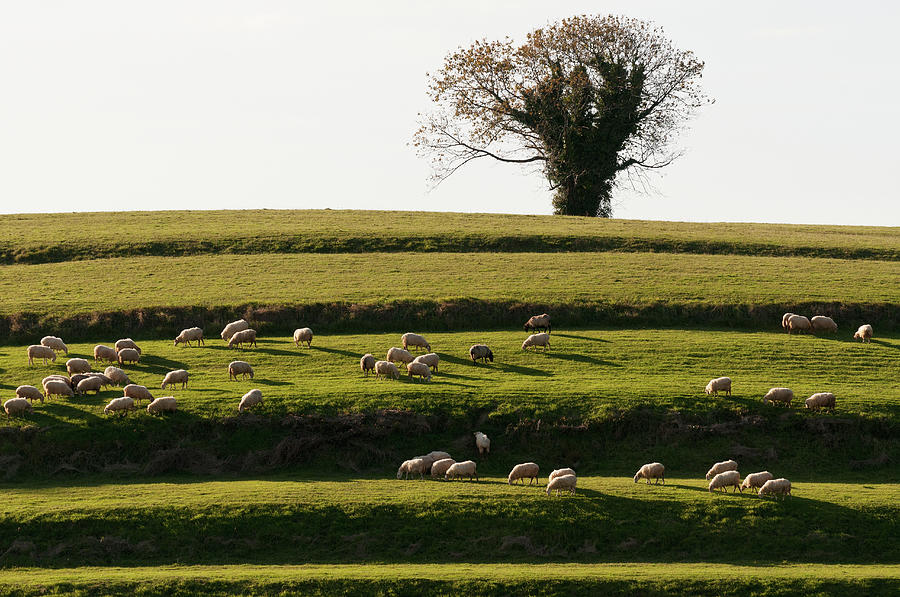 Sheep Grazing Photograph by John Elk Iii