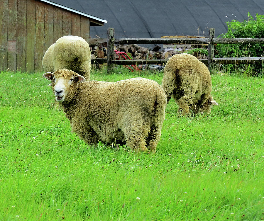 Sheep Grazing Photograph by Linda Stern