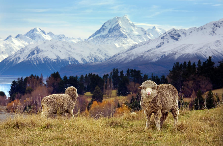 Sheep Grazing. Mount Cook And The Photograph by Scott E Barbour