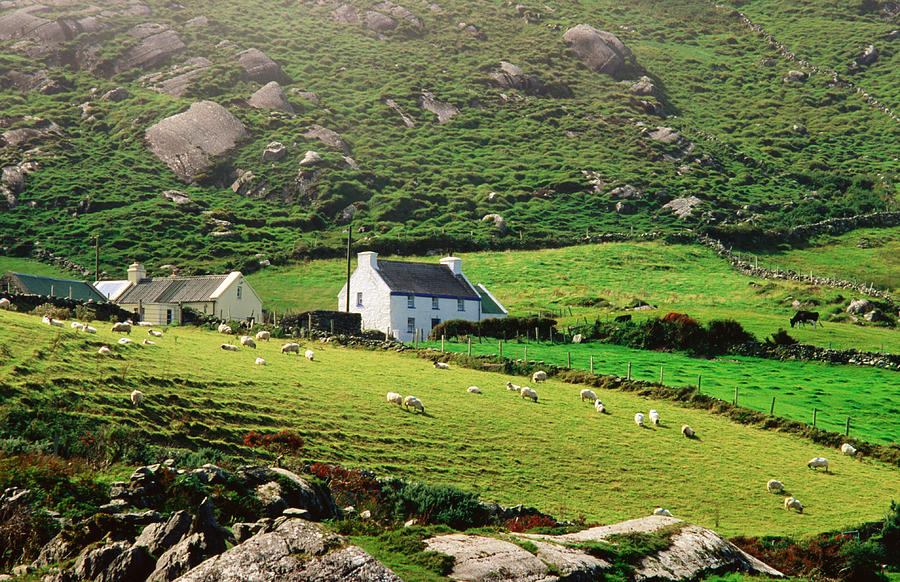 Sheep Grazing Near Farmhouses, Munster Photograph by John Banagan