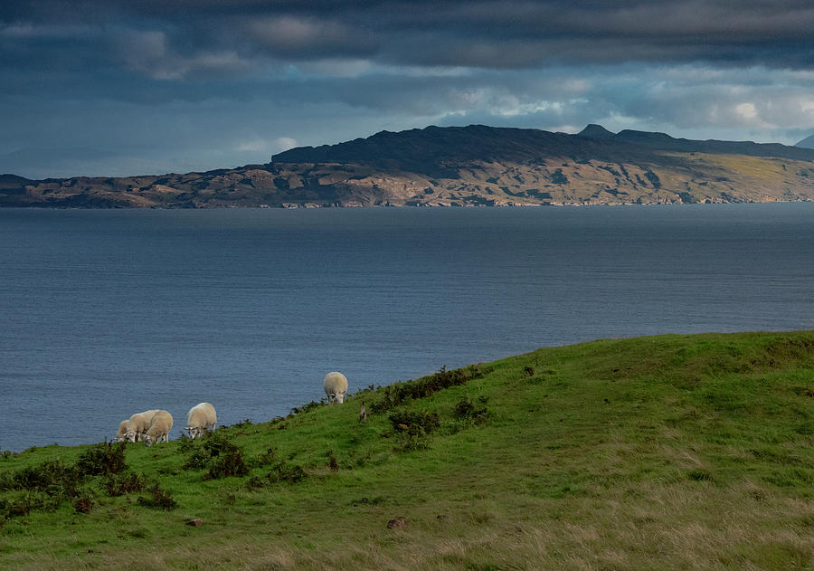 Sheep Grazing on a Scottish Hill Photograph by S Katz