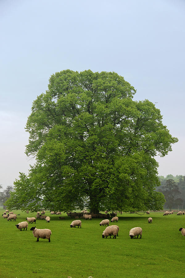 Sheep Grazing On The Grass Photograph by Design Pics / John Short