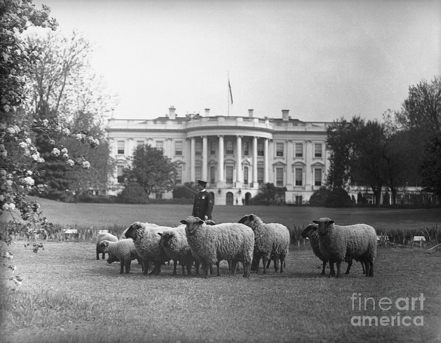 Sheep Grazing On White House Lawn Photograph by Bettmann