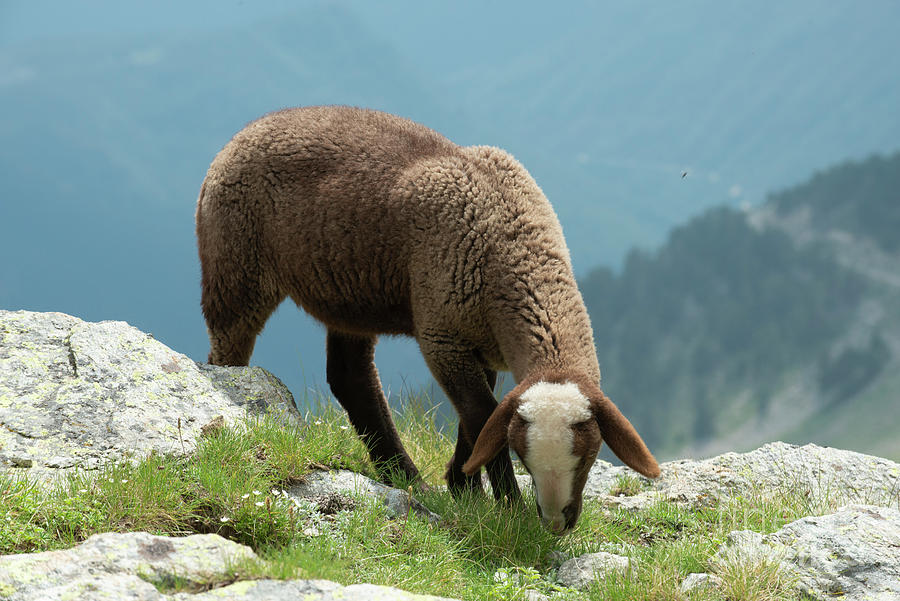 Sheep Grazing Photograph By Philippe Psaila/science Photo Library ...