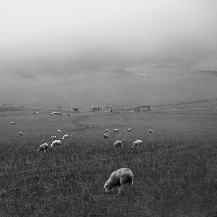 Sheep Grazing Photograph by Sonja Rolton