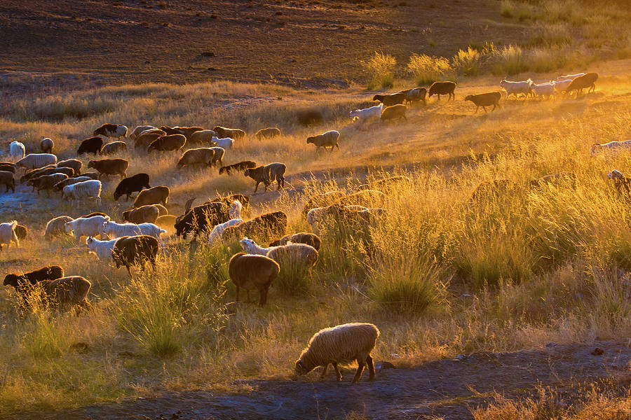 Sheep Grazing Photograph by Zhouyousifang