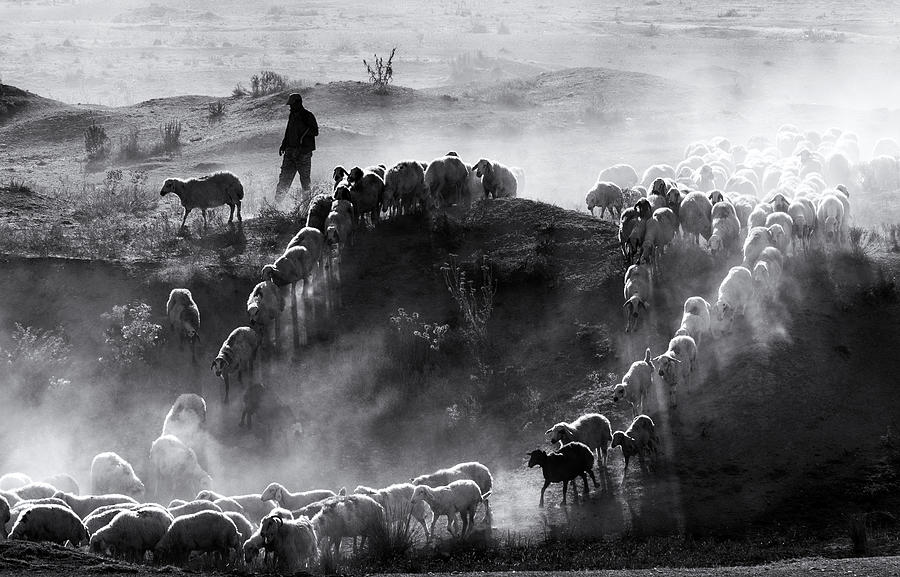 Sheep Herd Photograph by Durmusceylan