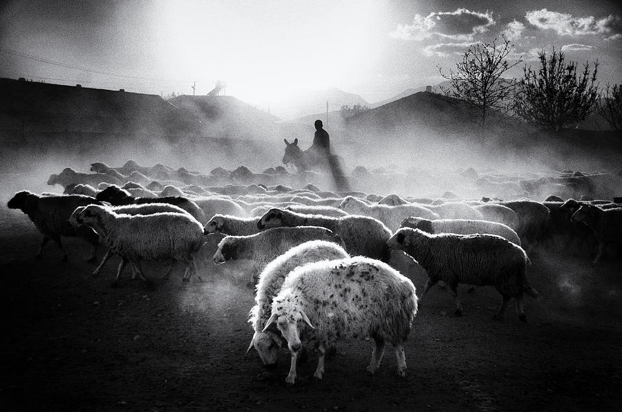 Black And White Photograph - Sheep Herd by Emir Bagci