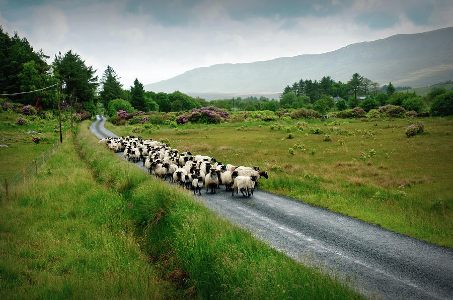 Sheep Herd On The Road Photograph by Engamon