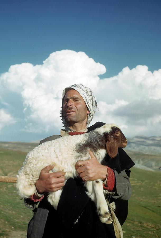 Sheep Herder In Beirut Photograph by Michael Ochs Archives