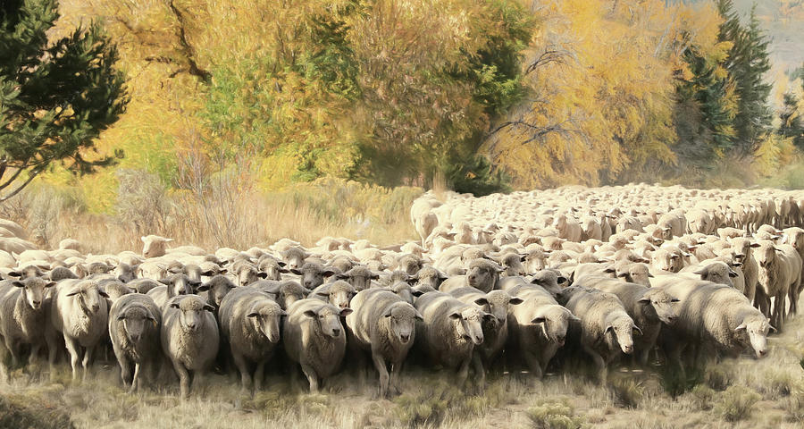 Sheep Herding Photograph by Lori Deiter | Pixels