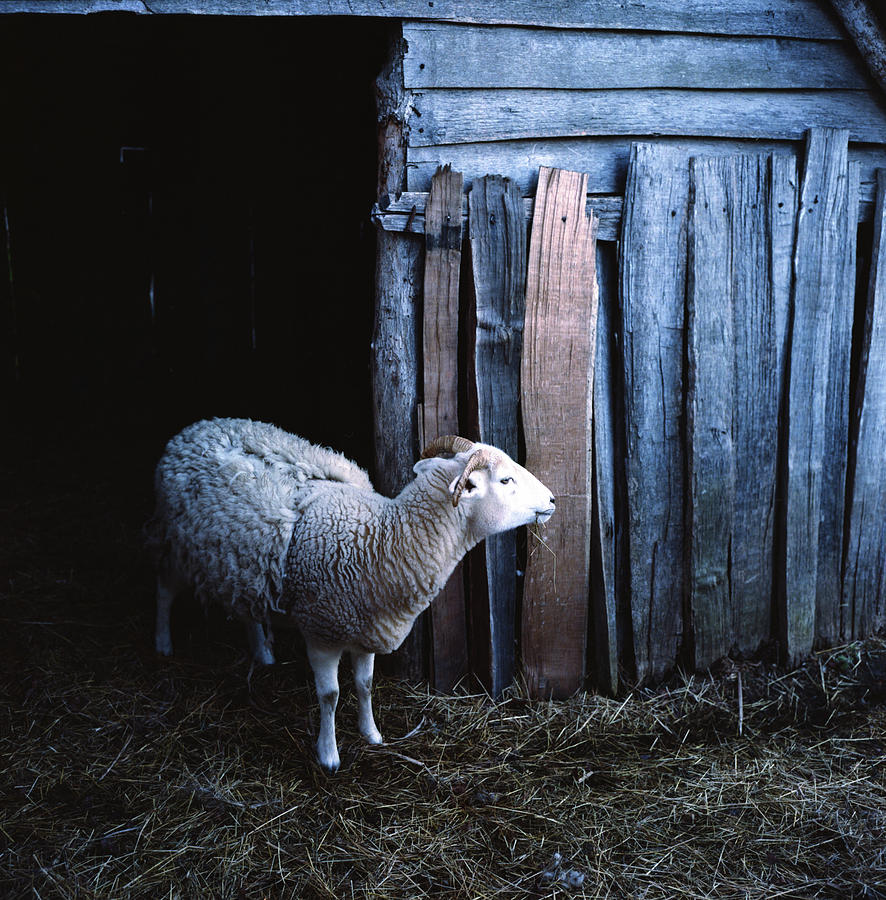 Sheep Photograph by Hiroyuki Okamoto