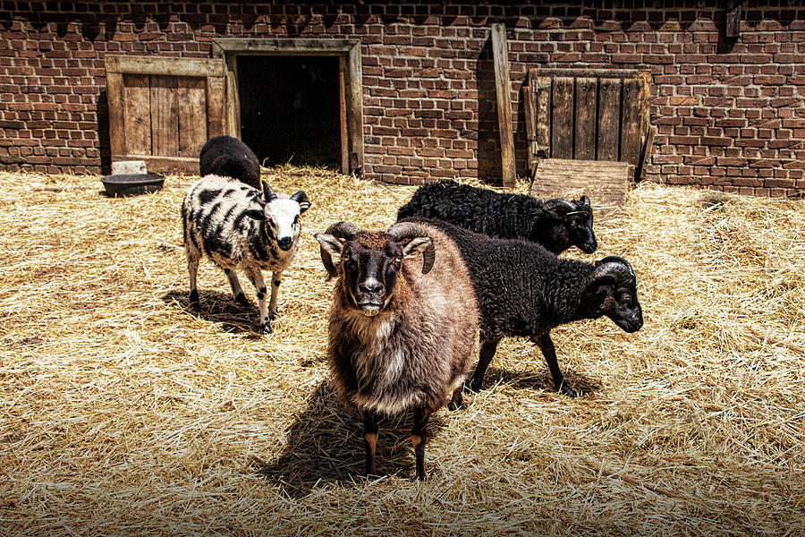 Sheep in a Barnyard Photograph by Randall Nyhof