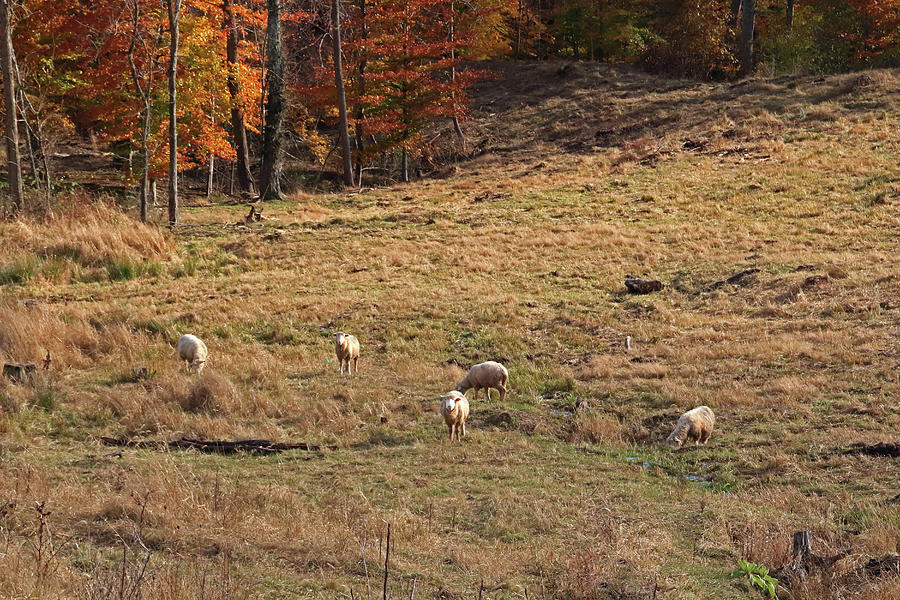 Sheep Grazing Photograph by Angela Murdock