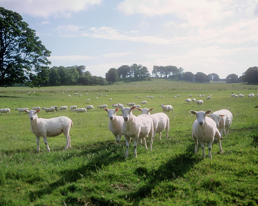 Sheep In A Field Digital Art by Infrastructure Photos - Pixels