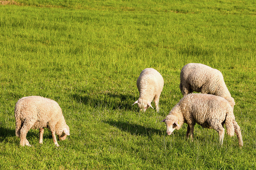 Sheep in a meadow Photograph by Paul MAURICE