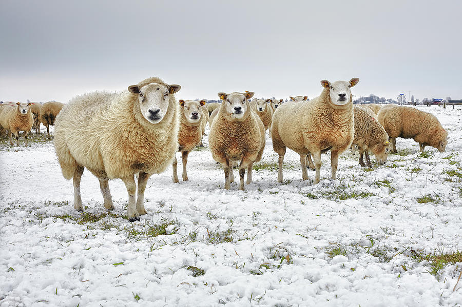 Sheep In A Winter Landscape Photograph by Marijke Mooy Photography