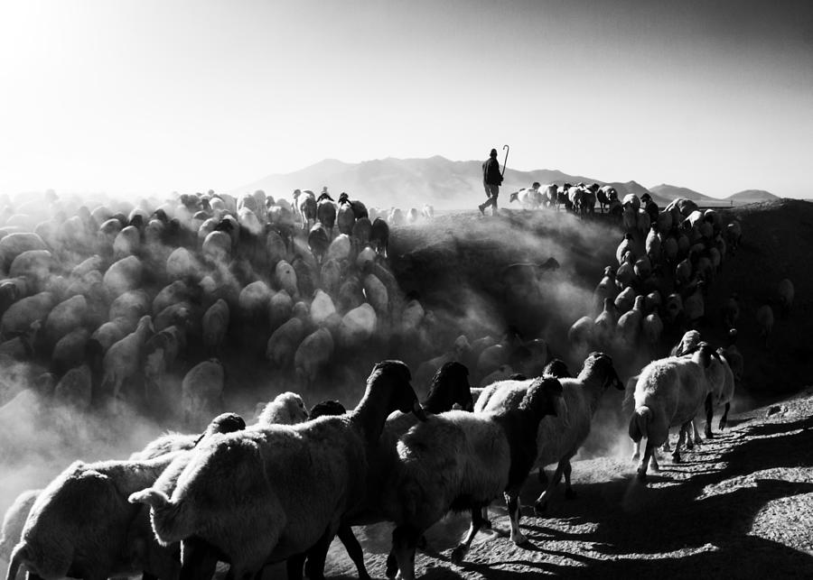 Sheep In Black And White Photograph by Feyzullah Tun