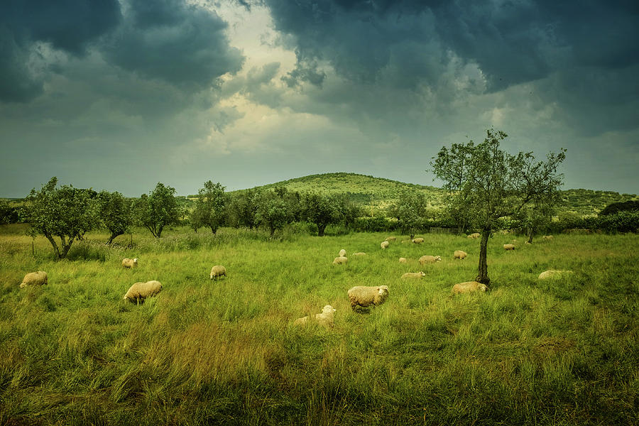 Sheep in Countryside Photograph by Carlos Caetano