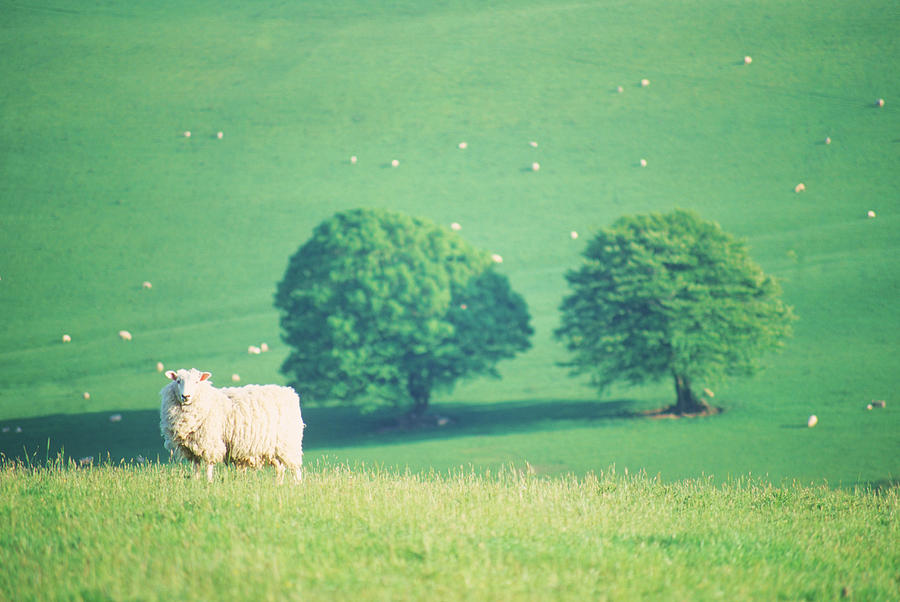 Sheep In Field, Devon, Uk Photograph by Peter Adams Sheep In Field, Devon, Uk Photograph by Peter Adams